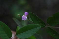 Galactia tenuiflora var. tenuiflora